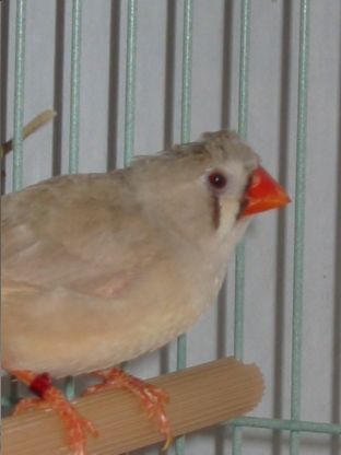 femelle mandarin huppÃ©.jpg