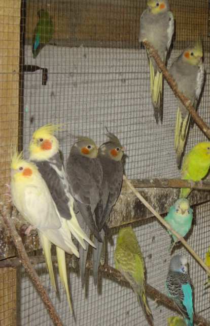 4 jeunes et un cple 28 10 .jpg