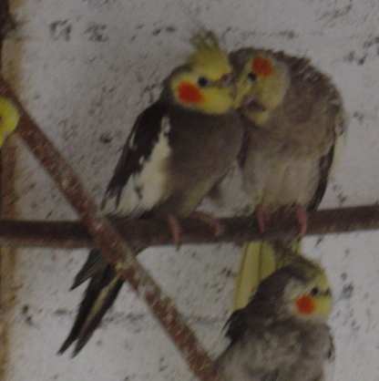 Calin callo 28 10.jpg