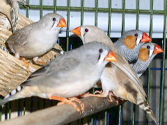 colonie d mandrin.jpg