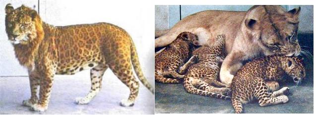 cl-leopon.jpg