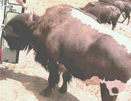 beefalo03.jpg