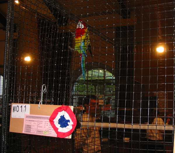 L'admin et son oiseau.jpg