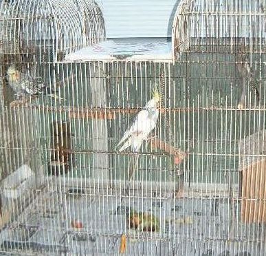 volière octobre 2004 028.jpg