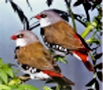 Diamant a queue de feu.jpg