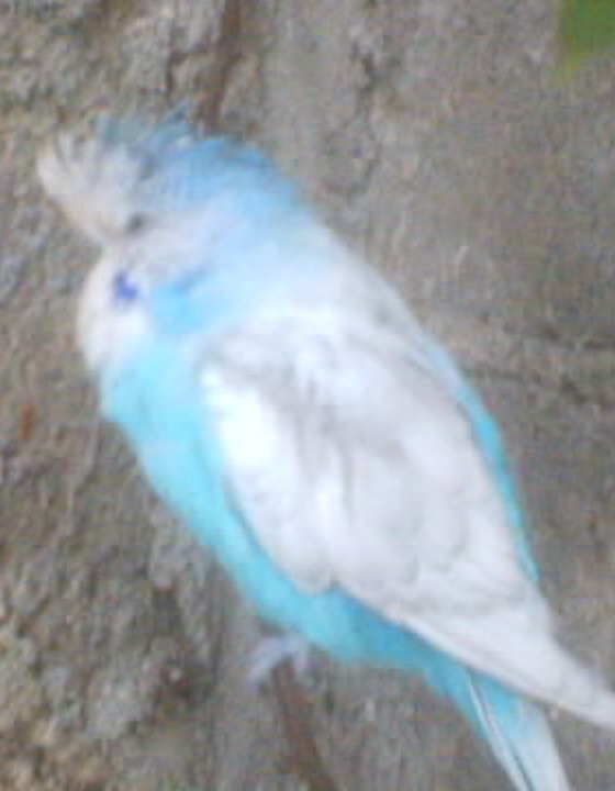 perruche  anglaise    modifier 02.jpg