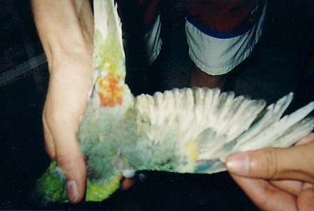 croupion ailes 2.jpg