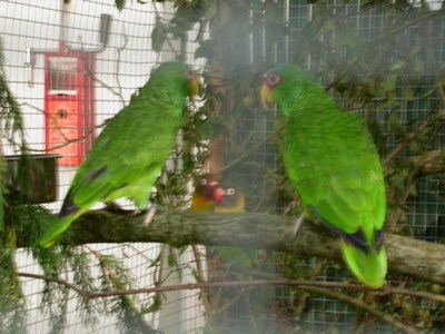 Salon Amazone fb et nigrigenis.jpg