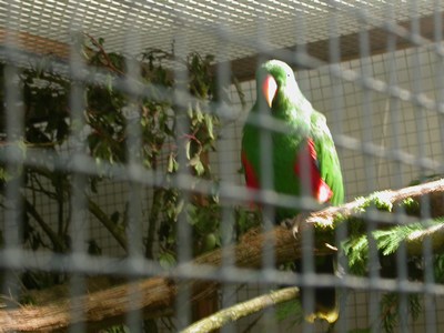 Salon eclectus male.jpg