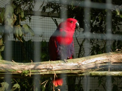 Salon eclectus femelle.jpg