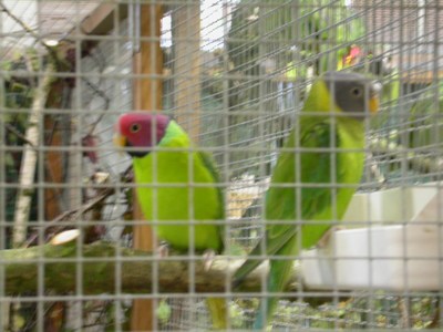 Salon Tete de prune.jpg