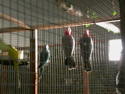 Salon Rosalbins et colliers.jpg