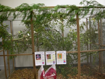 Salon ma voliere 01.jpg