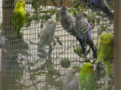 Salon ma voliere 04.jpg