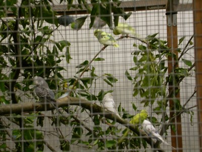 Salon ma voliere 03.jpg