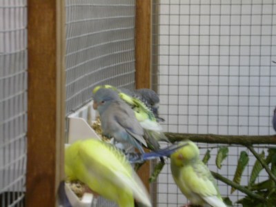 Salon ma voliere 06.jpg