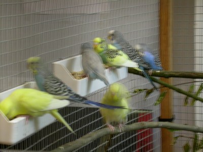 Salon ma voliere 05.jpg