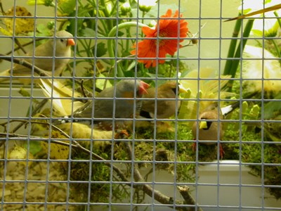 Salons mes oiseaux 02.jpg