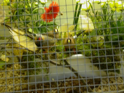 Salons mes oiseaux 01.jpg