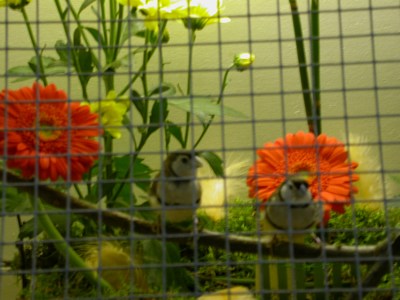 Salons mes oiseaux 04.jpg