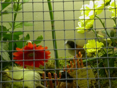 Salons mes oiseaux 03.jpg