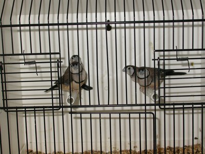 Diamants bichenov 02.jpg