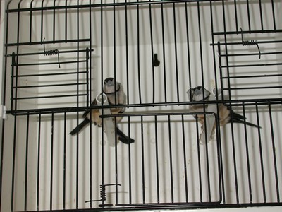 Diamants bichenov 01.jpg