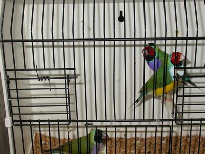 Diamants Gould 03.jpg