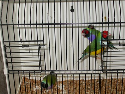 Diamants Gould 02.jpg