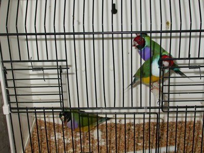 Diamants Gould 01.jpg