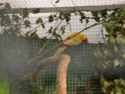 Femelle omni rubino.jpg