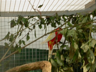 Femelle omni rubino cache.jpg