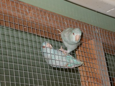 Forpus femelle bleu fallow 02.jpg