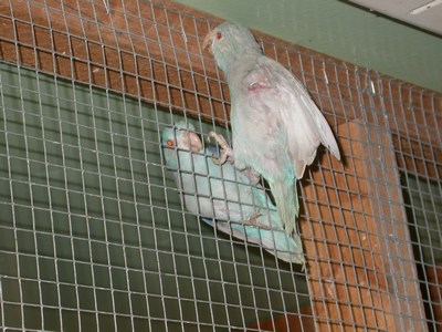 Forpus femelle bleu fallow 01.jpg