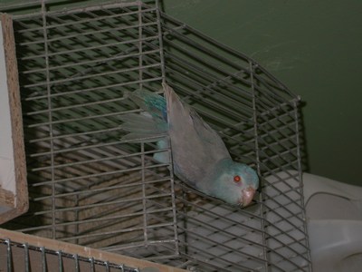 Forpus male bleu fallow 02.jpg