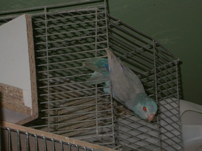 Forpus male bleu fallow 01.jpg