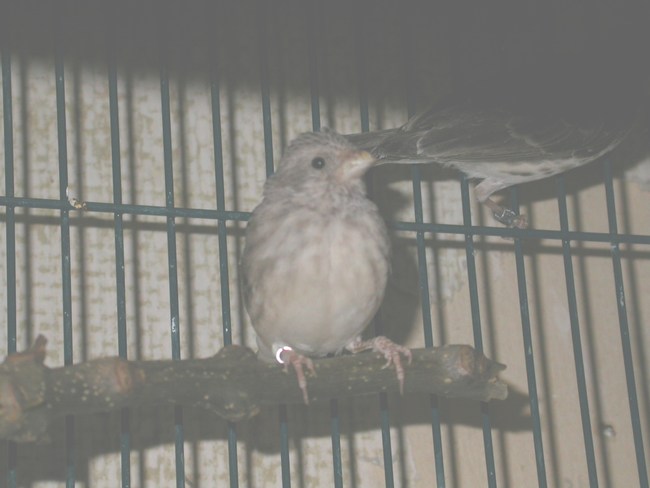 mini-Chanteur d'Afrique 01.jpg