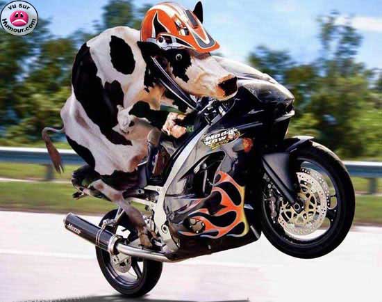 moto_vache.jpg