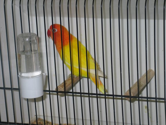 Vincennes 2003 009.jpg