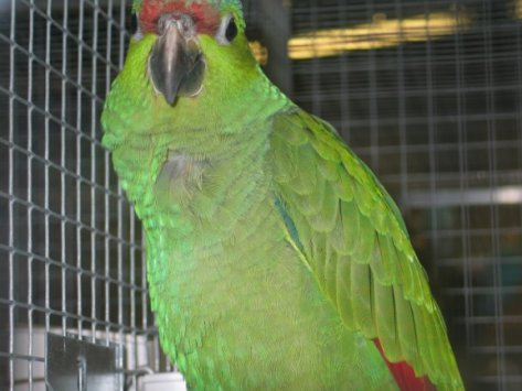 Vincennes 2003 015.jpg