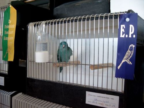 Perruches Catherine bleue.jpg