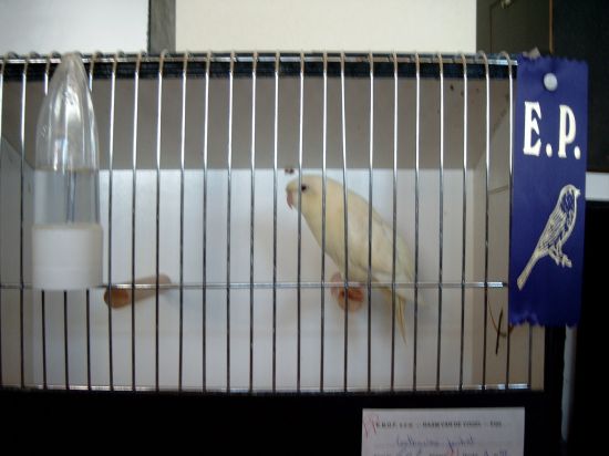 Perruches Catherine crÃ¨me-ino (off).jpg