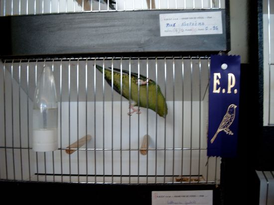 Perruches Catherine verte foncÃ©e (vue par dessous).jpg