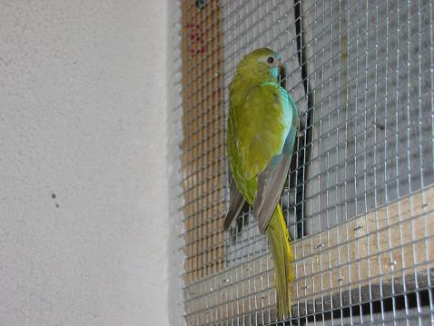 Perruches Splendides 005.jpg
