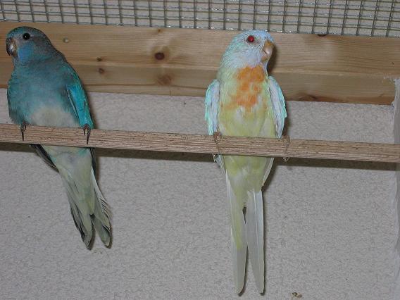 Perruches Splendides 001.jpg