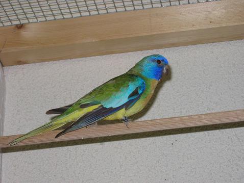 Perruches Splendides 004.jpg