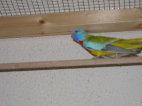 Perruches Splendides 003.jpg