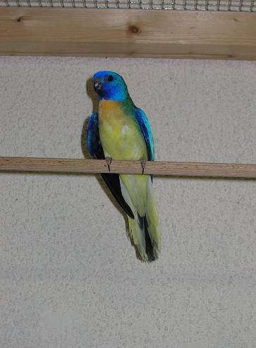 Splendide male pastel.JPG