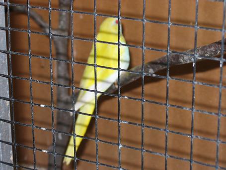 Perruches Splendides 006.jpg