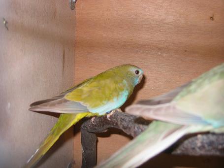 Perruche splendide cinnamon nouvelle.jpg